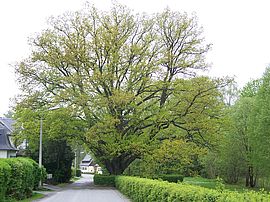 Oak tree in Heißenstein/Bad Elster