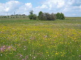Mountain Meadows near Satzung
