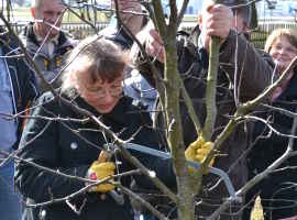Pruning fruit trees in Stützengrün 1