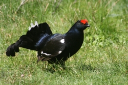 Black grouse (Britta Schott)
