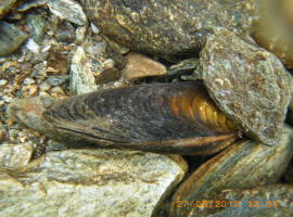 Freshwater pearl mussel on a gravel bed
