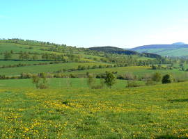 Hedges near Mildenau