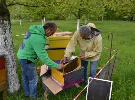 Beekeeper Rolf Schallau from the Vogtland Nature and Environment Centre (NUZ)